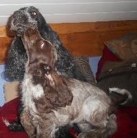 de la Veine d'or des Pyrénées - Cocker Spaniel Anglais - Portée née le 23/03/2014