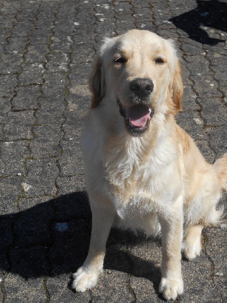 Illico presto de la Veine d'or des Pyrénées