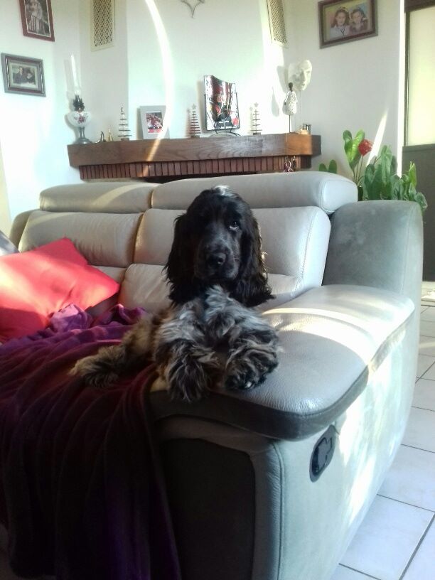 Nouvelles des chiots