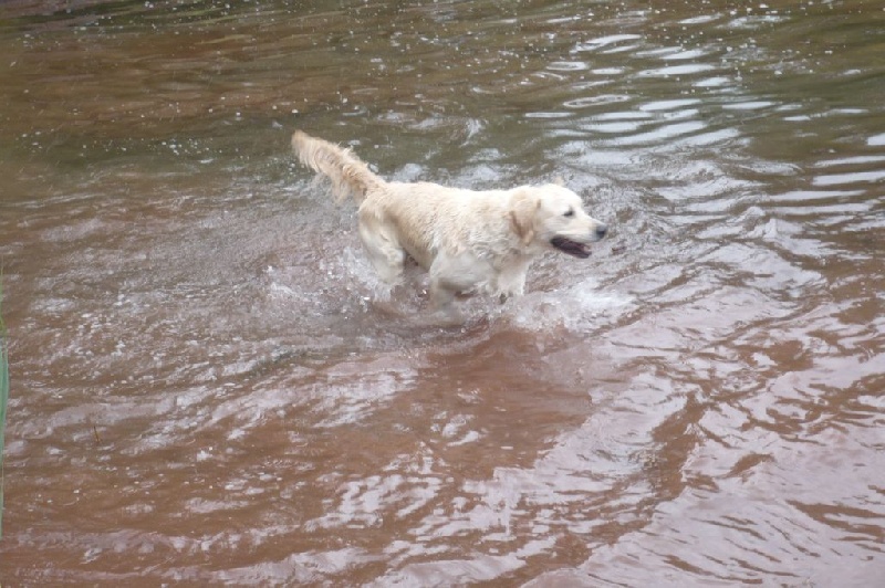 Sortie retriever 08/2011