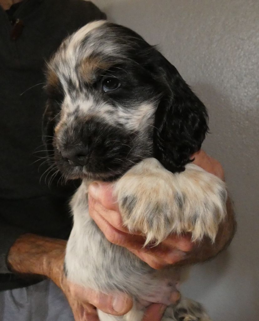 de la Veine d'or des Pyrénées - Cocker Spaniel Anglais - Portée née le 07/01/2023