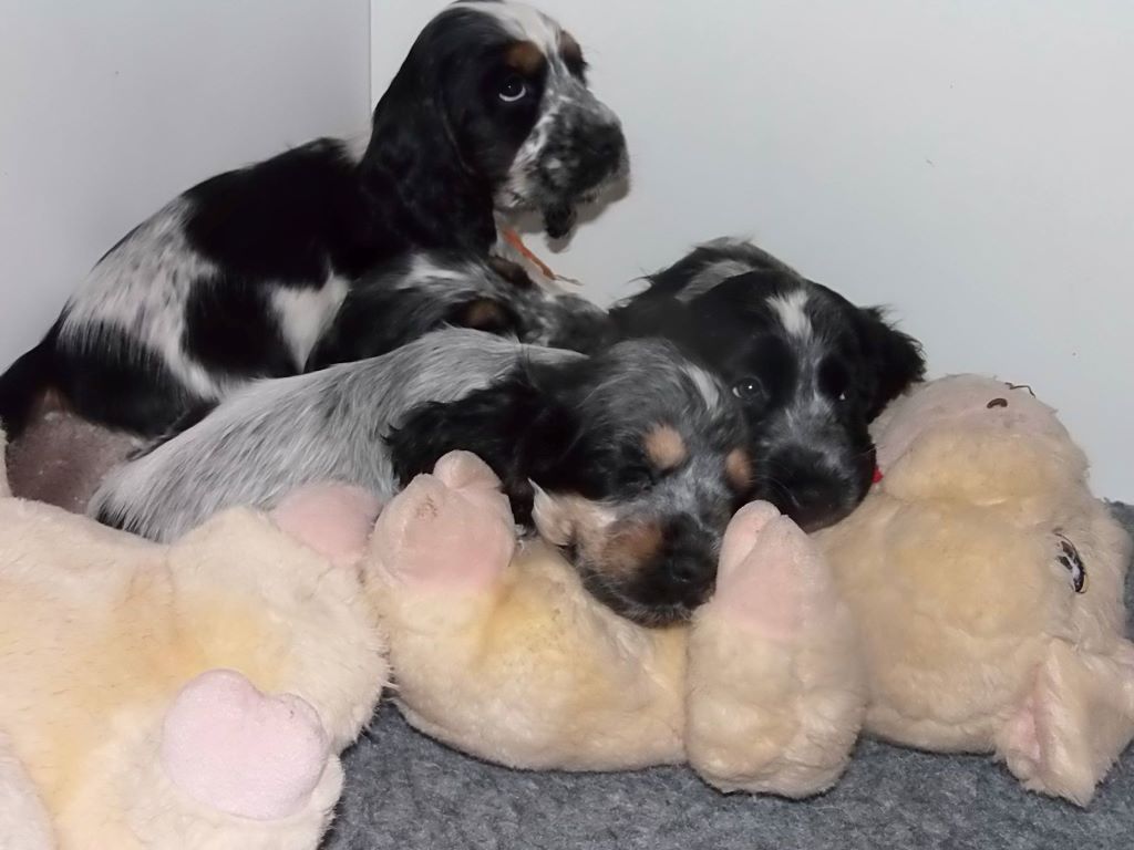 de la Veine d'or des Pyrénées - Cocker Spaniel Anglais - Portée née le 01/04/2018