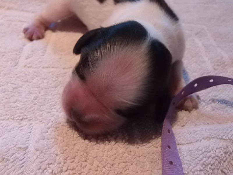 de la Veine d'or des Pyrénées - Cocker Spaniel Anglais - Portée née le 26/06/2016