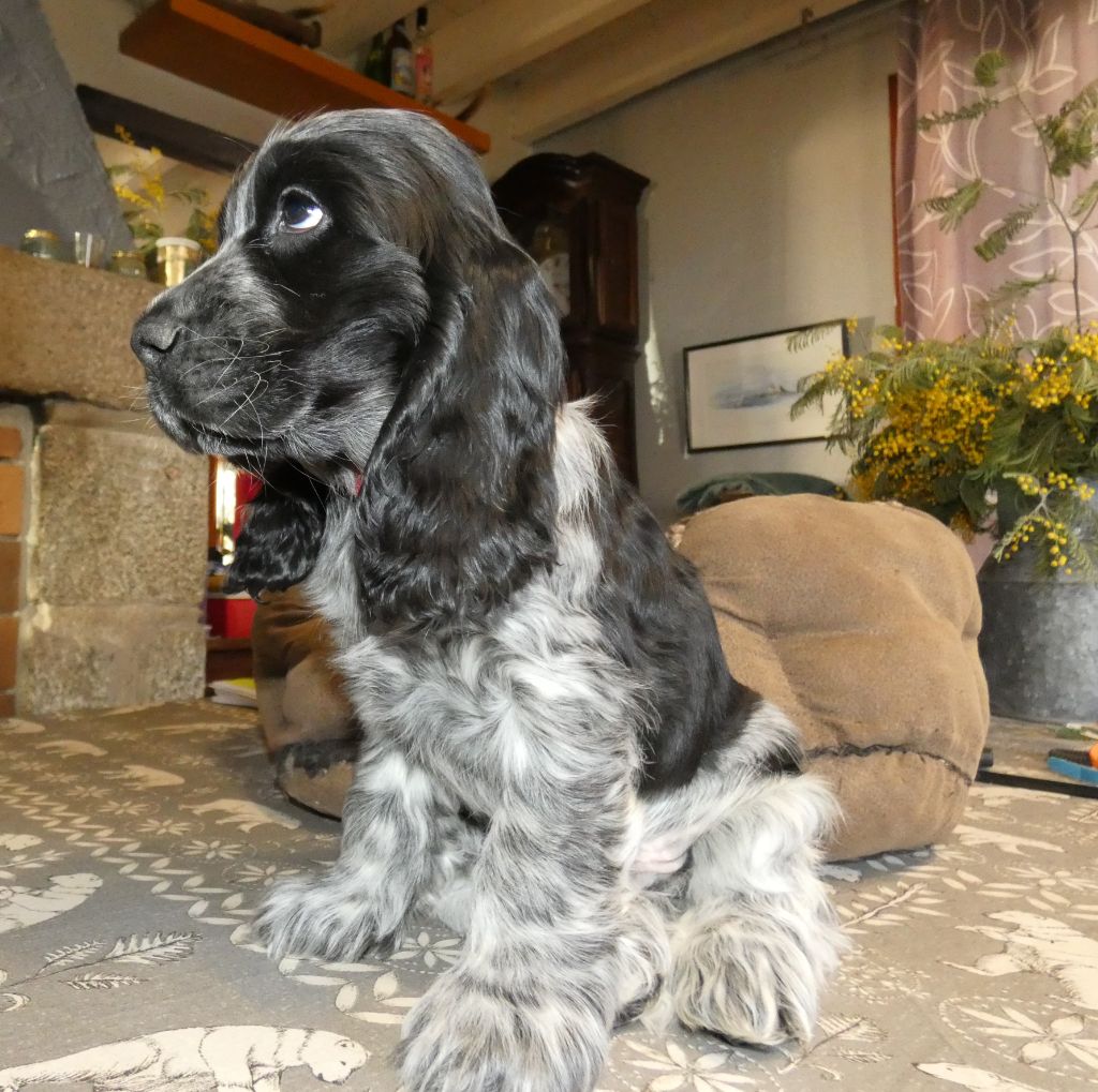 de la Veine d'or des Pyrénées - Cocker Spaniel Anglais - Portée née le 07/01/2023