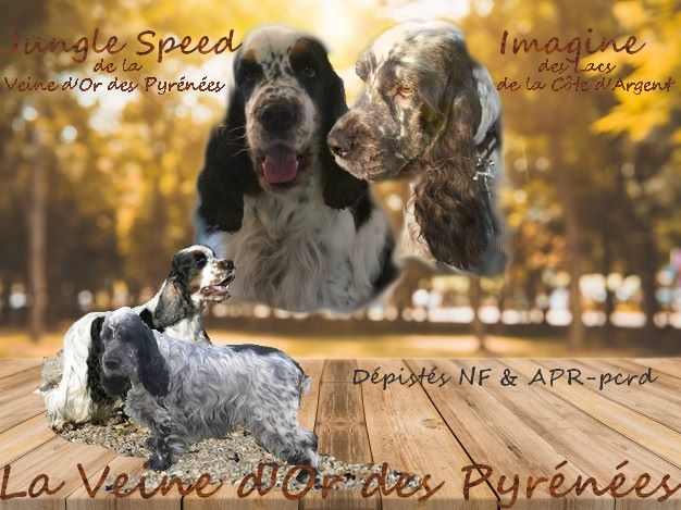 de la Veine d'or des Pyrénées - Cocker Spaniel Anglais - Portée née le 06/03/2020