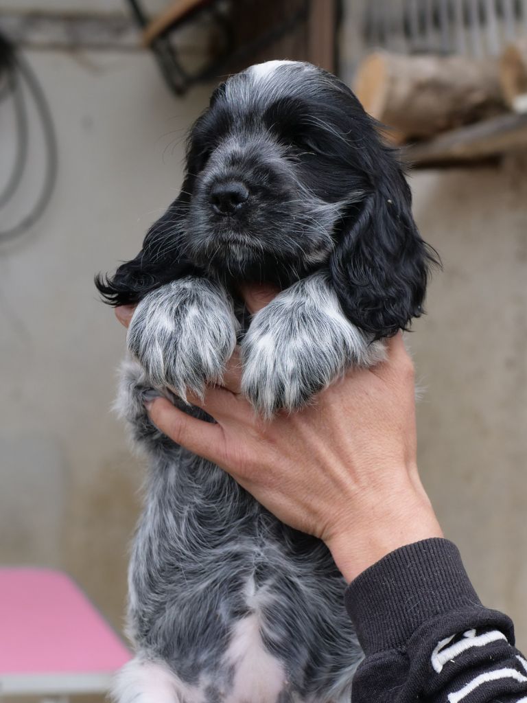 de la Veine d'or des Pyrénées - Chiots disponibles - Cocker Spaniel Anglais