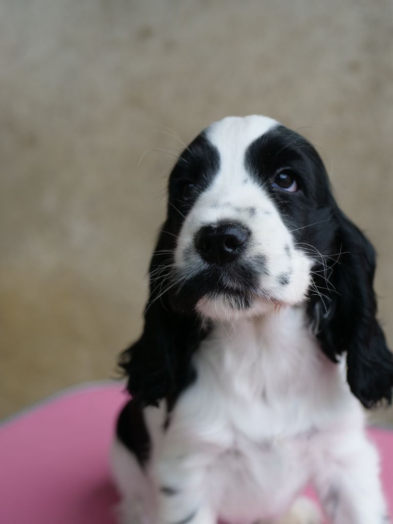 de la Veine d'or des Pyrénées - Chiots disponibles - Cocker Spaniel Anglais
