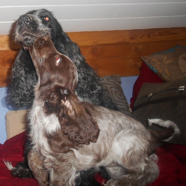 de la Veine d'or des Pyrénées - Cocker Spaniel Anglais - Portée née le 23/03/2014